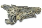 Fossil Mud Lobster (Thalassina) - Gunn Poin, Australia #307721-2